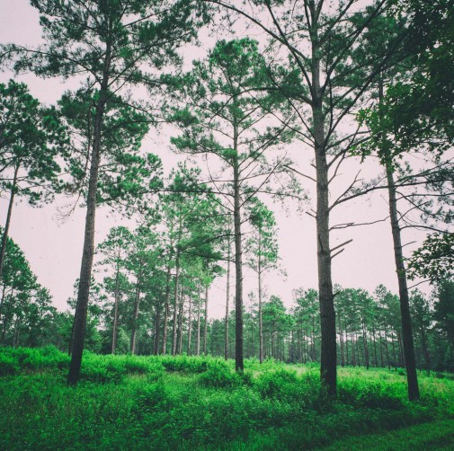 forest-and-woods-in-background