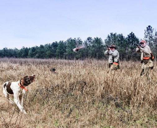 two-male-mid-50s-hunting-quail-with-brown-white-spotted-dog
