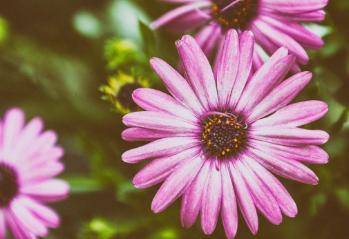 flower-with-purple-pedals-and-yellow-and-purple-in-middle