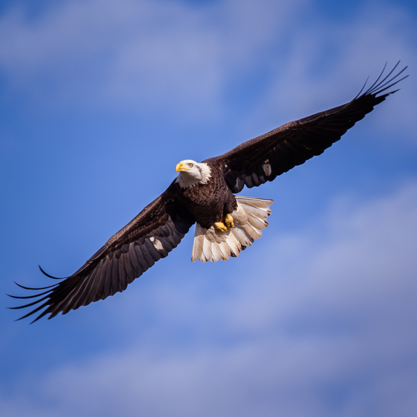 bald-eagle-soaring-over