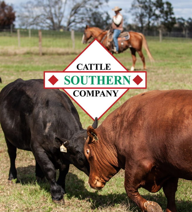 southern-cattle-company-cows-bumping-heads